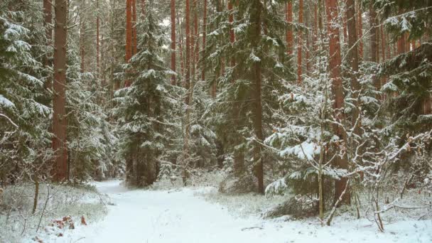 Sníh padající v krásném zimním lese, borový zasněžený les v zimě. — Stock video