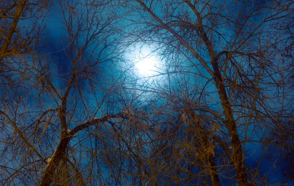 Величний повний місяць опівночі. Темні пейзажі з голими деревами . — стокове фото