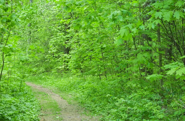 Belle forêt d'érable, feuilles vert vif, parc. — Photo