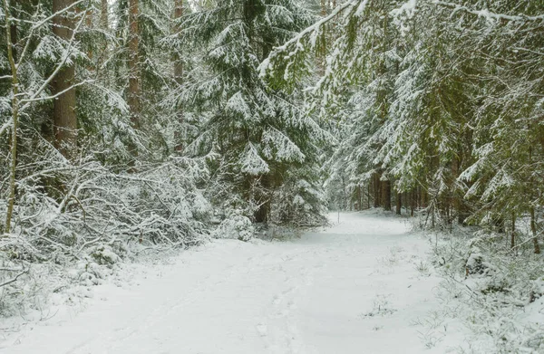 Estrada através da bela floresta de inverno, árvores cobertas de neve branca fresca. Imagem De Stock