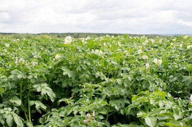 Bir çiçek ile patates, yeşil çalı