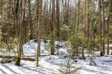 Kış ormanlarında antik Baltık ve Slav höyükleri