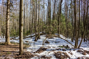 Kış ormanlarında antik Baltık ve Slav höyükleri