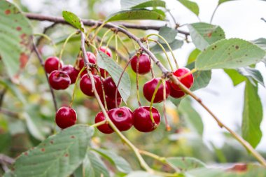 Dallarda kiraz meyveleri, yaz günü