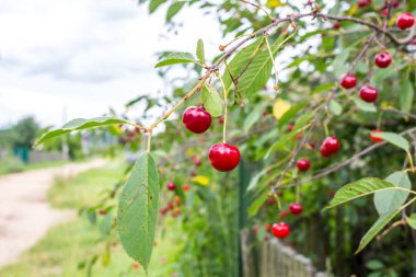 Dallarda kiraz meyveleri, yaz günü
