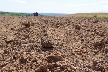 El ile patates dikim