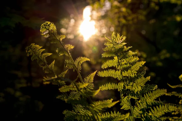 Fougère Dans Forêt Sombre Contre Lumière Soleil — Photo