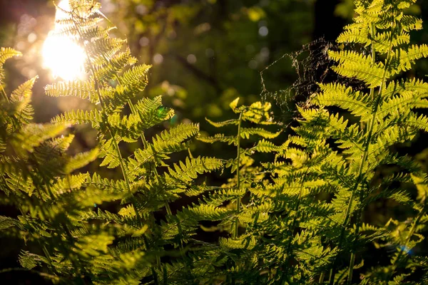 Fougère Dans Forêt Sombre Contre Lumière Soleil — Photo