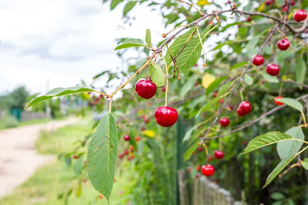 Dallarda kiraz meyveleri, yaz günü