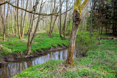 Küçük nehir Gorodyanka Maloyaroslavetsky bölgesinde, Kaluzhskiy region, Rusya Federasyonu