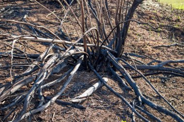 Kuru otları yaktıktan sonra tarlada yanan ağaçlar