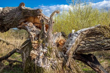 Büyük bir söğüt dışında yaşlılık, baharda düştü.