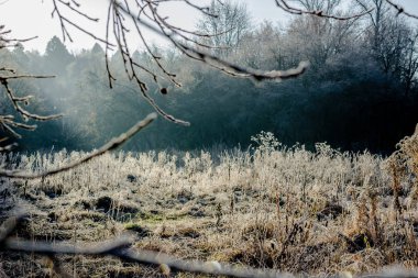 Sonbaharda şafakta yabani elma ağaçlarının dalları
