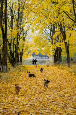 Parlak sonbahar akçaağaç sokak ve köpek Galce Corgi