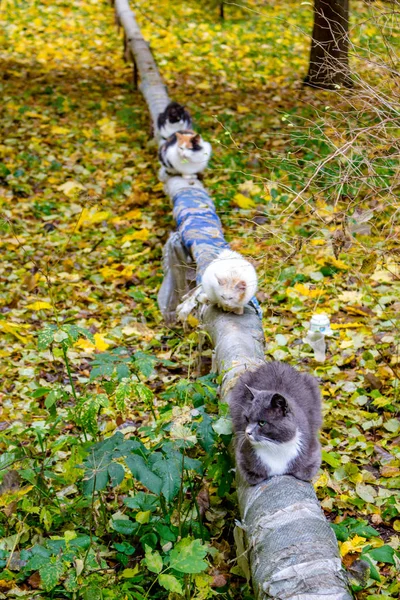 Les Chats Rue Prélassent Sur Tuyau Jour Automne — Photo