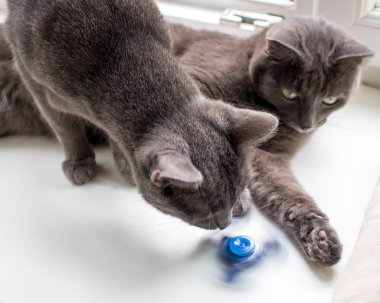 Spinner ve oynayan kedi