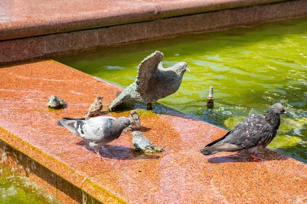 噴水で鳥 — ストック写真