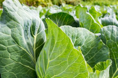 lahana yatak üzerinde