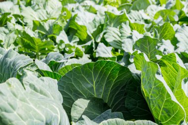 lahana yatak üzerinde