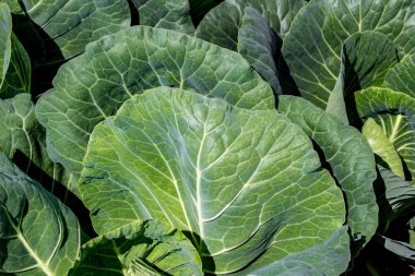 lahana yatak üzerinde