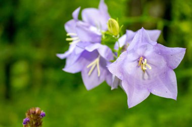 Bellflower veya çan çiçeği persicifolia
