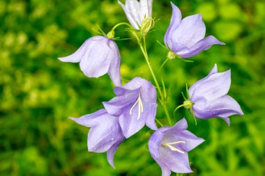 Bellflower veya çan çiçeği persicifolia