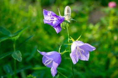 Bellflower veya çan çiçeği persicifolia