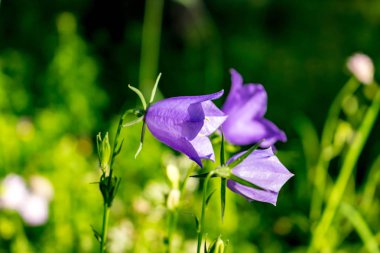 Bellflower veya çan çiçeği persicifolia