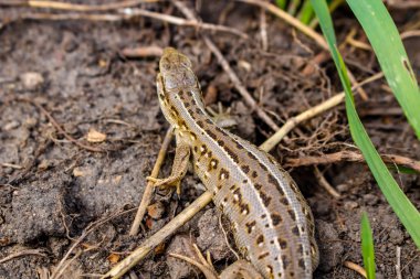 Kum kertenkele veya Lacerta agilis, kadın