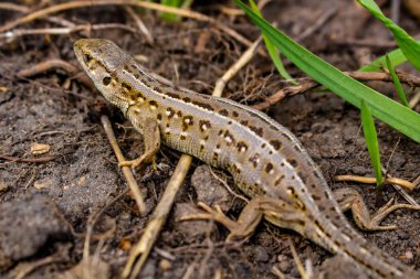 Kum kertenkele veya Lacerta agilis, kadın