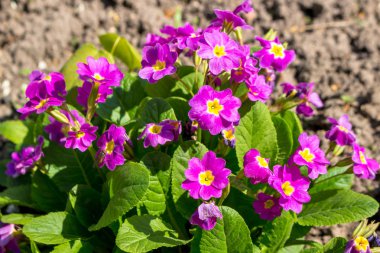 Çuha çiçeği çiçek bahçesinde mor renk