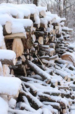 Duvar, yığılmış günlükleri ve dalları. Karda yakacak odun