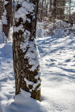 Şubat ayında kışın huş kar kaplı