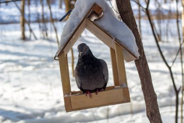 Kış parkta kuş besleyiciye eski aç güvercin