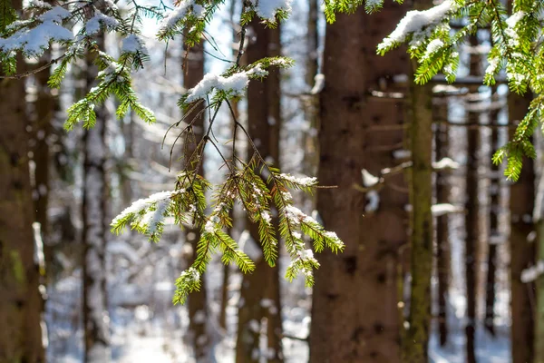 Şubat ayında, yakın kışın çam dalları