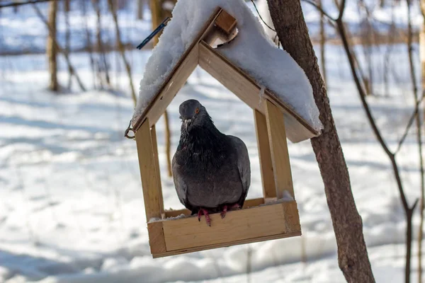 Kış parkta kuş besleyiciye eski aç güvercin