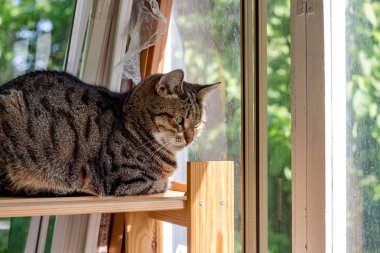 Bir kedi bir balkon rafa oturur