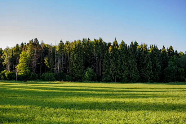 İğne yapraklı orman ve yeşil tarım alanı