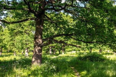 Oak grove bir parlak yaz günü ile. Park Maloyaroslavets, Rusya'da 