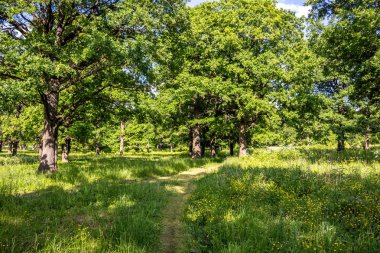 Oak grove bir parlak yaz günü ile. Park Maloyaroslavets, Rusya'da 
