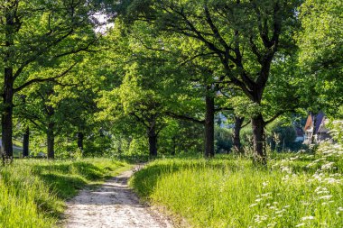 Bir parlak yaz günü ile Oak grove