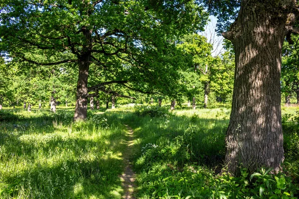 Bir parlak yaz günü ile Oak grove