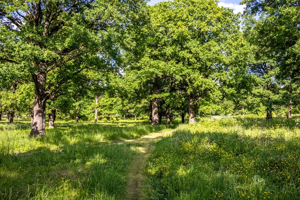 Oak grove bir parlak yaz günü ile. Park Maloyaroslavets, Rusya'da 
