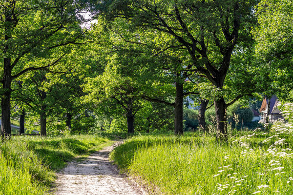 Oak grove with a bright summer day
