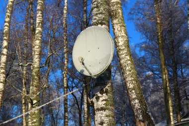 Ağaç üzerinde yuvarlak Tv anteni