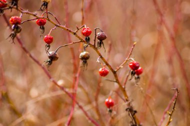 Vahşi kurutulmuş dogrose alanında