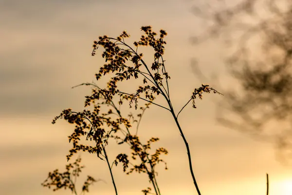 Сухие Растения Фоне Мягкого Заката Ранней Весной — стоковое фото