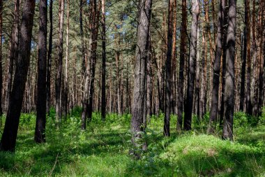 Zayıf bir underwood ile güzel kalın çam