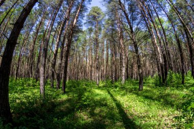 Zayıf bir underwood ile güzel kalın çam