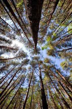 Zayıf bir underwood ile güzel kalın çam